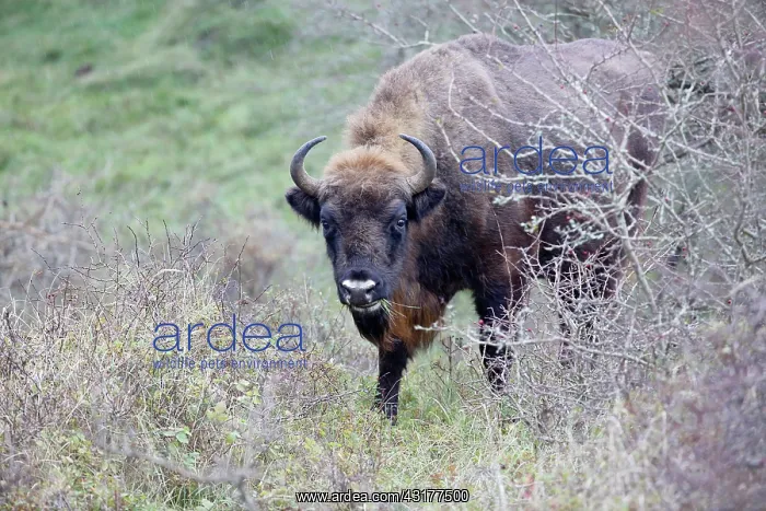: European Bison : European Bison