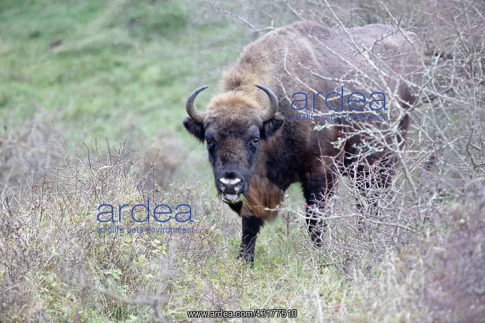 : European Bison : European Bison