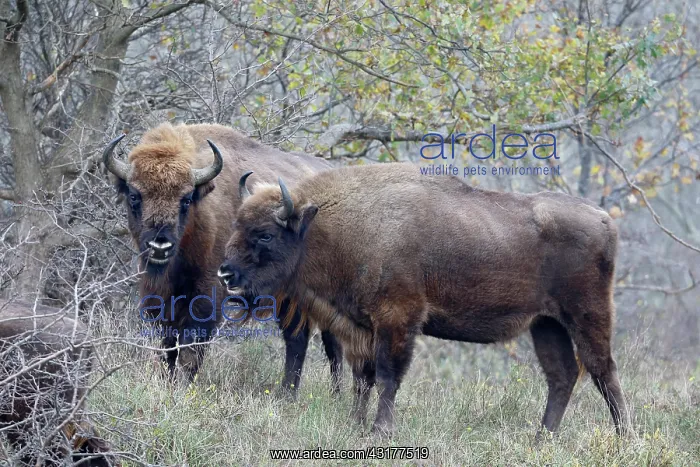 : European Bison : European Bison