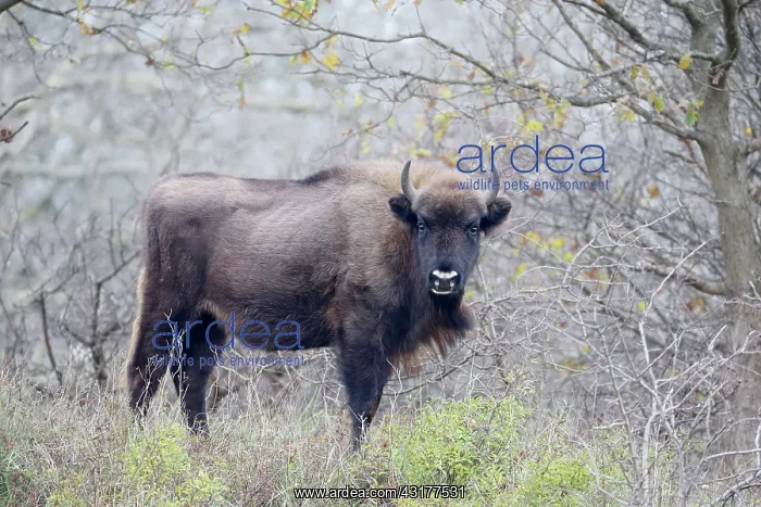 : European Bison : European Bison