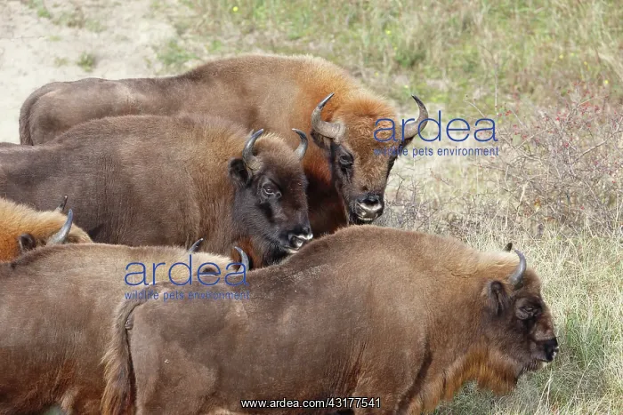 : European Bison : European Bison