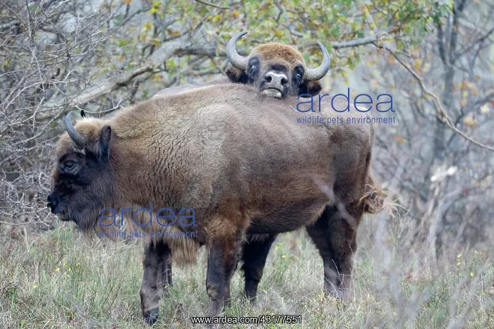 : European Bison : European Bison