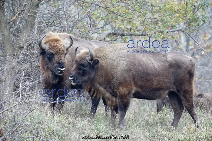 : European Bison : European Bison