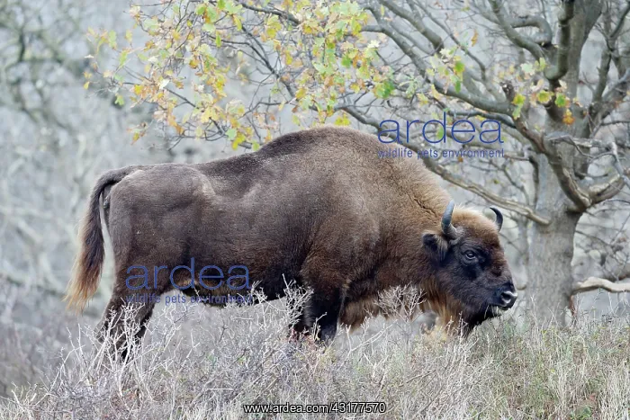 : European Bison : European Bison