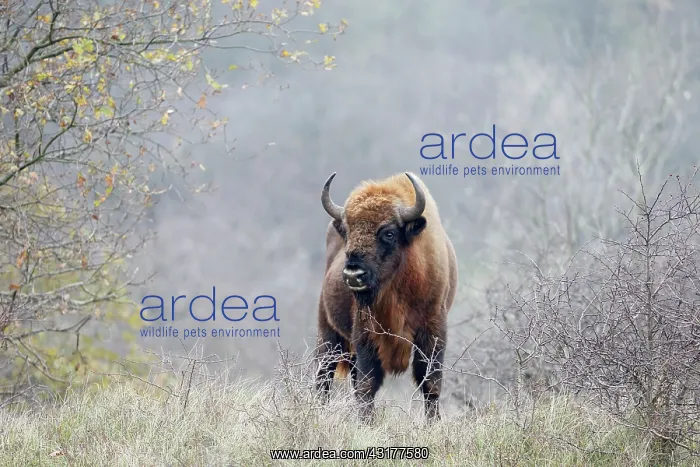 : European Bison : European Bison