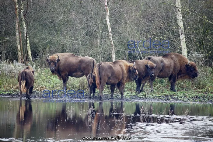 : European Bison : European Bison