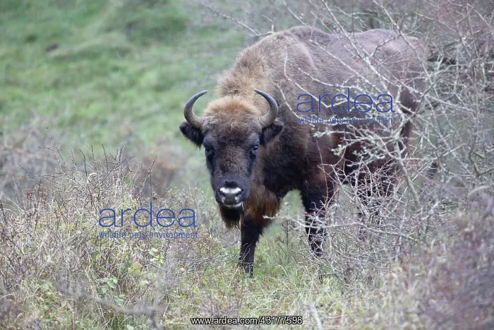 : European Bison : European Bison