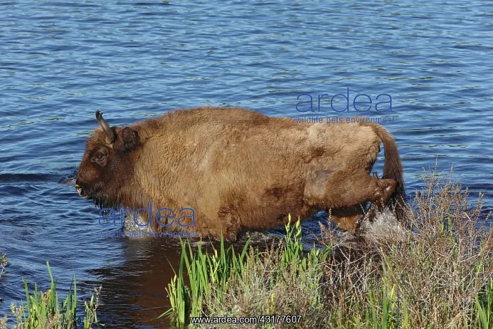 : European Bison : European Bison