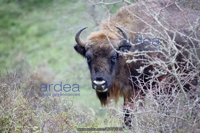 : European Bison : European Bison