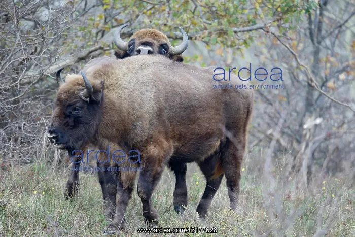 : European Bison : European Bison