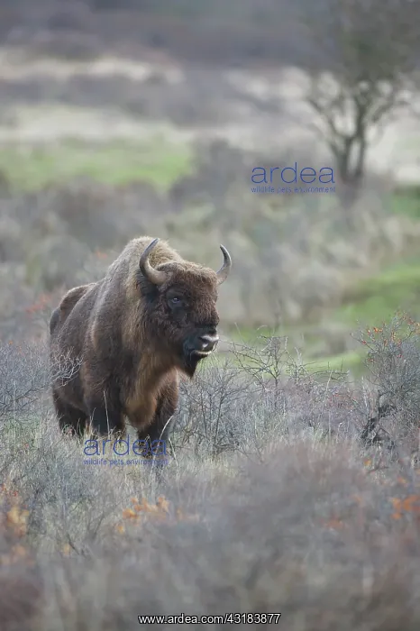 : European Bison : European Bison