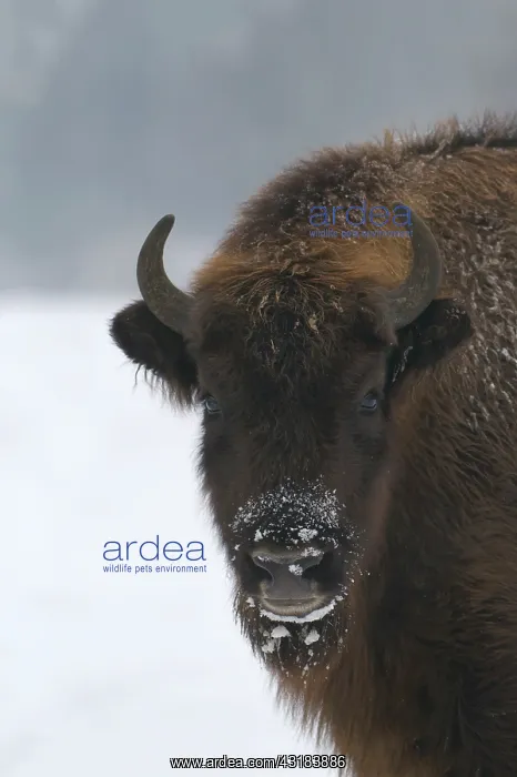 : European Bison : European Bison