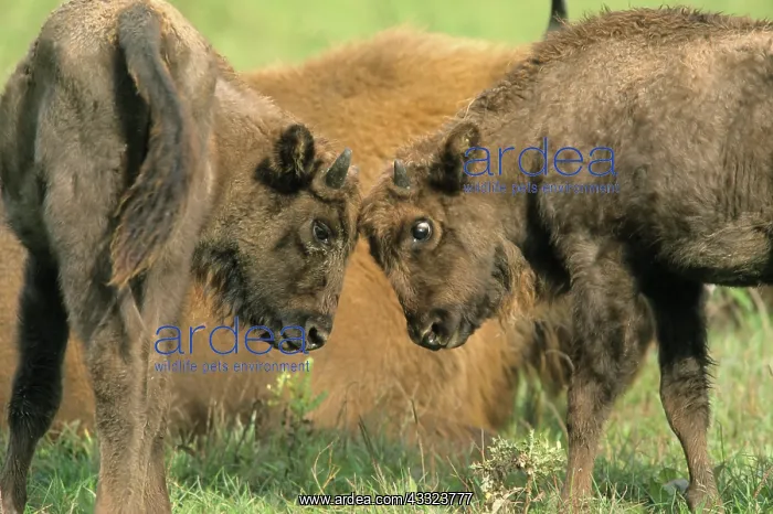  : European Bison