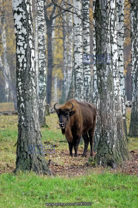 : European Bison - adult female - in birch forest : European Bison - adult female - in birch forest