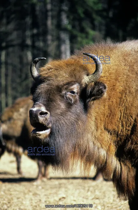 : European Bison - adult female grazes with others in a herd : European Bison - adult female grazes with others in a herd