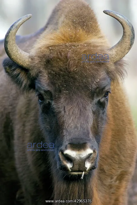 : European Bison - adult female - ruminates after : European Bison - adult female - ruminates after