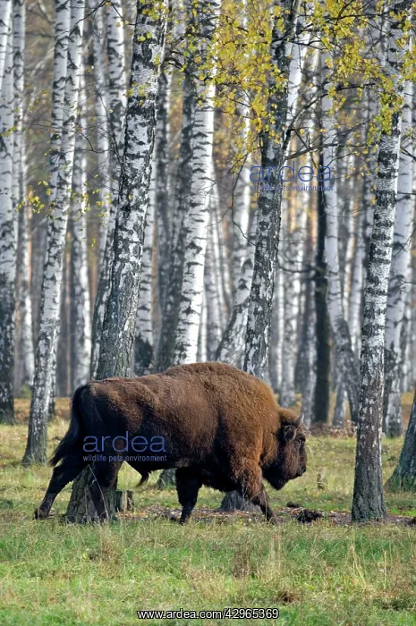 : European Bison - adult male - birch forest : European Bison - adult male - birch forest