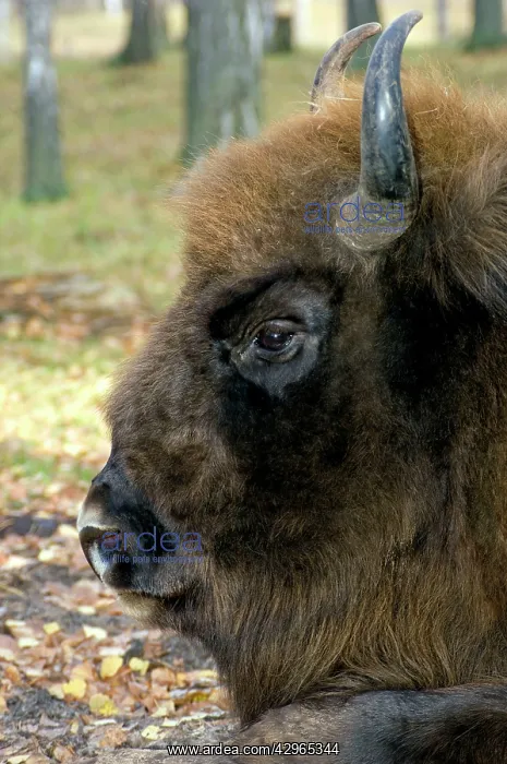 : European Bison - adult male bull lying down - mixed forest : European Bison - adult male bull lying down - mixed forest