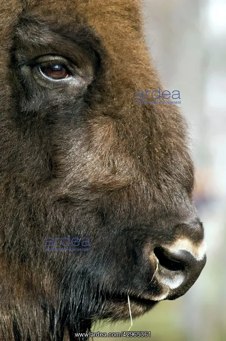 : European Bison - adult male bull - ruminates after : European Bison - adult male bull - ruminates after