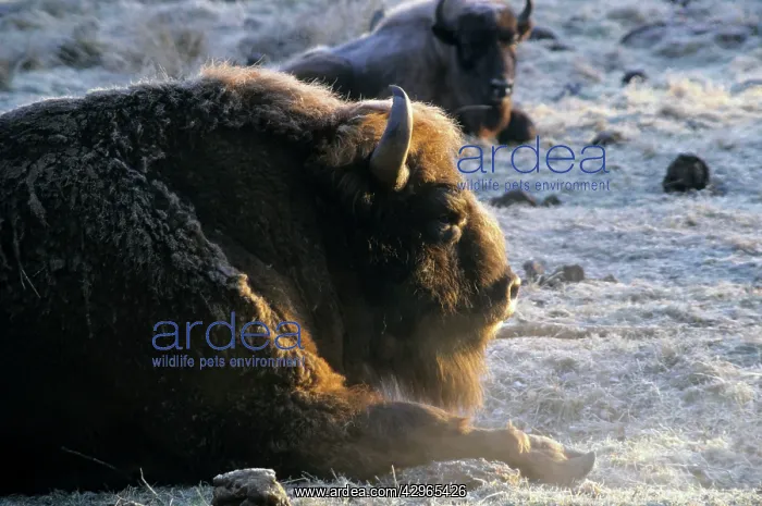  : European Bison - adult male - snoozes in frosty