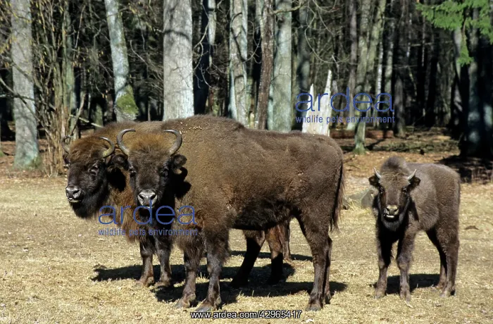 : European Bison - adults and juvenile : European Bison - adults and juvenile