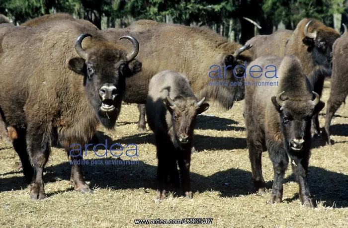 : European Bison - adults and juveniles : European Bison - adults and juveniles