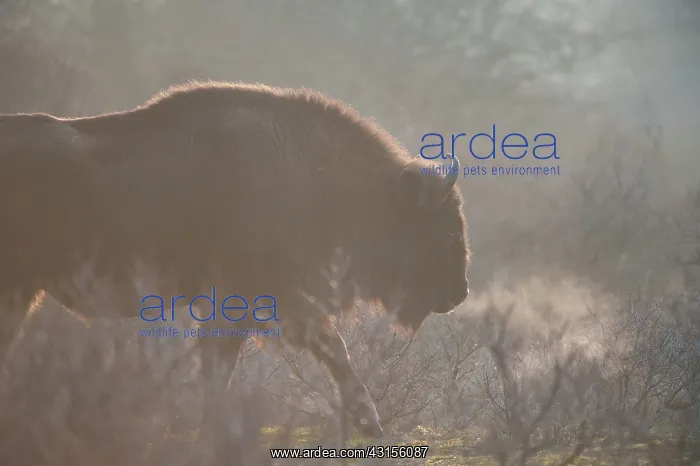 : European Bison (Bison bonasus) and breath cloud : European Bison (Bison bonasus) and breath cloud