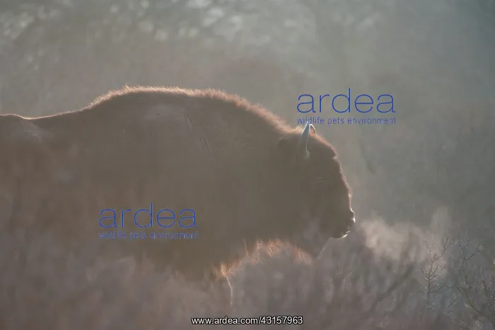 : European Bison (Bison bonasus) and breath cloud : European Bison (Bison bonasus) and breath cloud