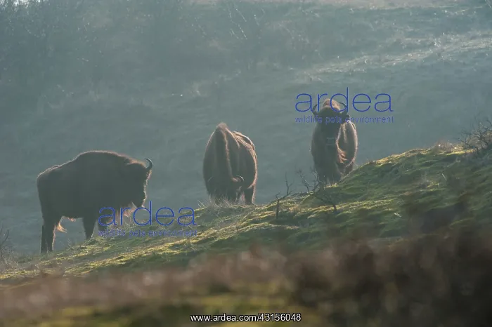: European Bison (Bison bonasus) in dune landscape : European Bison (Bison bonasus) in dune landscape