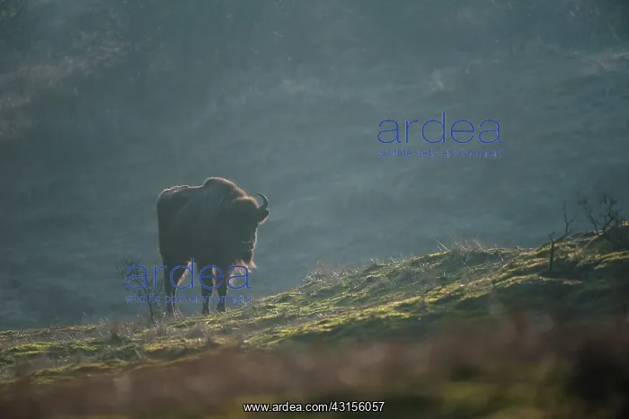 : European Bison (Bison bonasus) in dune landscape : European Bison (Bison bonasus) in dune landscape
