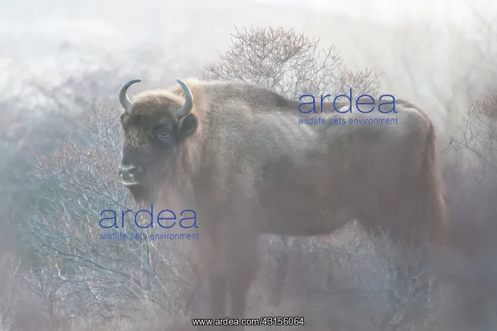 : European Bison (Bison bonasus) in dune landscape : European Bison (Bison bonasus) in dune landscape