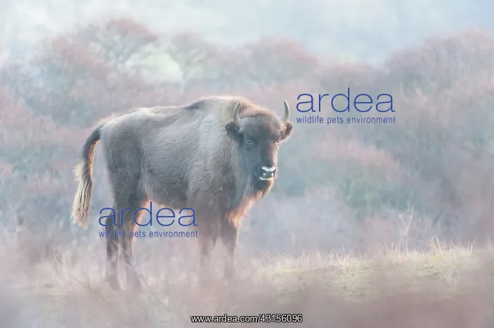 : European Bison (Bison bonasus) in dune landscape : European Bison (Bison bonasus) in dune landscape