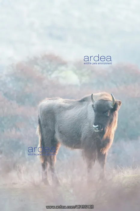 : European Bison (Bison bonasus) in dune landscape : European Bison (Bison bonasus) in dune landscape