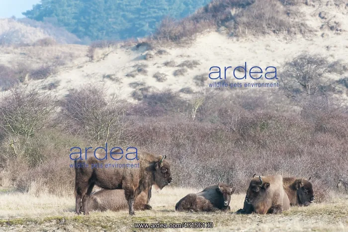 : European Bison (Bison bonasus) herd grazing in dune landscap : European Bison (Bison bonasus) herd grazing in dune landscap