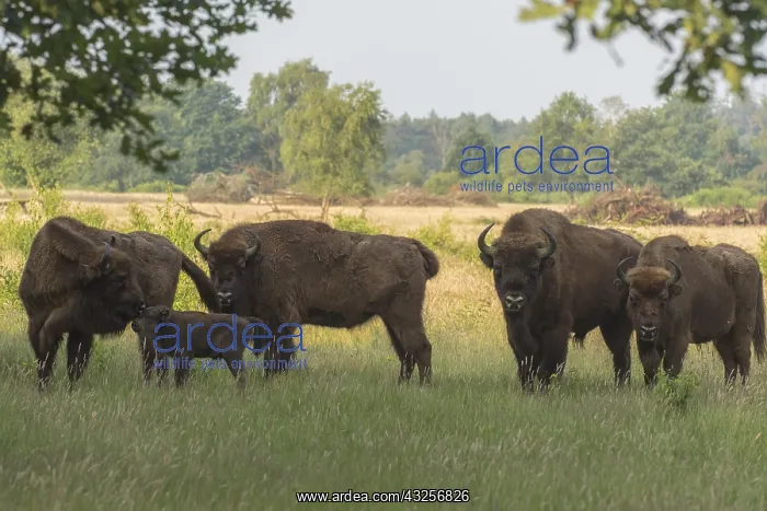: European Bison (Bison bonasus) herd with new bo : European Bison (Bison bonasus) herd with new bo