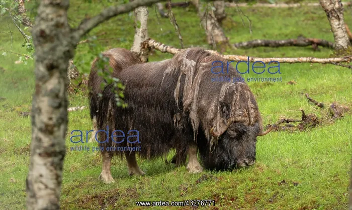  : European bison, Bison bonasus, moulting. In captivity