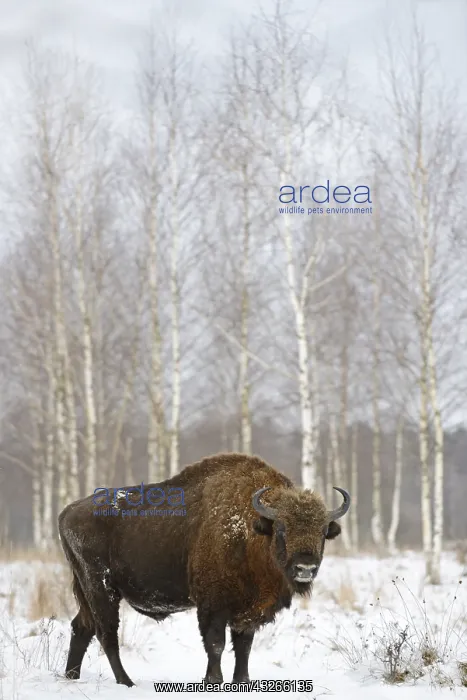 : European Bison (Bison bonasus) standing in its : European Bison (Bison bonasus) standing in its