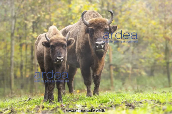 : European bison (Bison bonasus) standing on a clearing of a forest in autumn : European bison (Bison bonasus) standing on a clearing of a forest in autumn