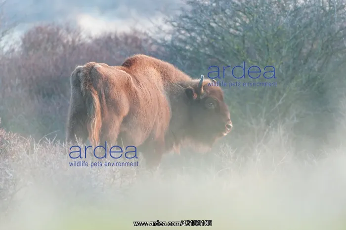  : European Bison (Bison bonasus) standing in thick bushes