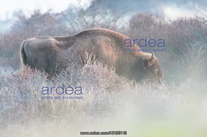 : European Bison (Bison bonasus) standing in thick bushes : European Bison (Bison bonasus) standing in thick bushes