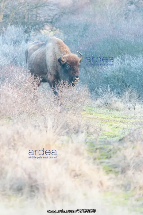 : European Bison (Bison bonasus) walking in dune landscape : European Bison (Bison bonasus) walking in dune landscape