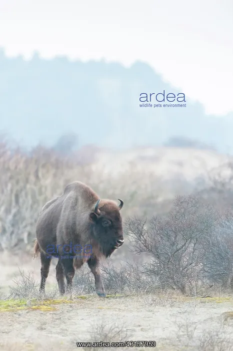 : European Bison (Bison bonasus) walking in dune landscape : European Bison (Bison bonasus) walking in dune landscape