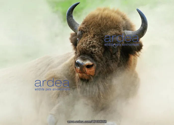 : European Bison (Bison bonasus) in the whirling dust : European Bison (Bison bonasus) in the whirling dust