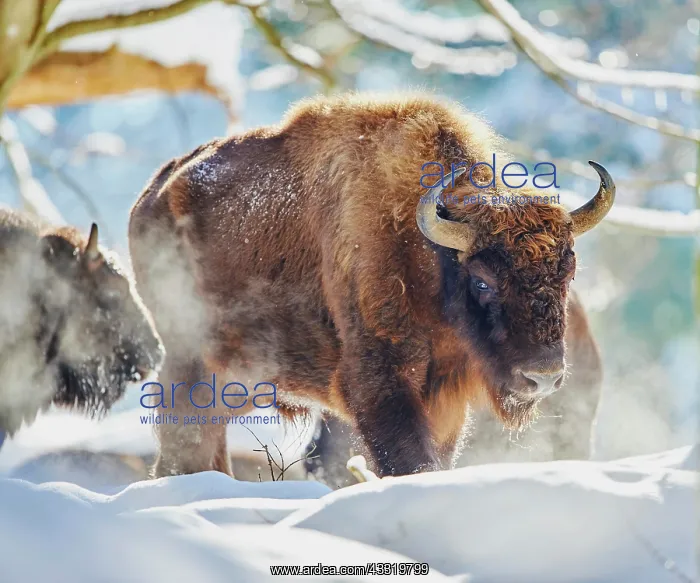: European bison (Bison bonasus) or Wisent in winter : European bison (Bison bonasus) or Wisent in winter
