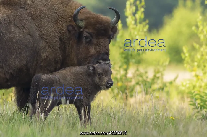: European Bison (Bison bonasus) with young, Noor : European Bison (Bison bonasus) with young, Noor