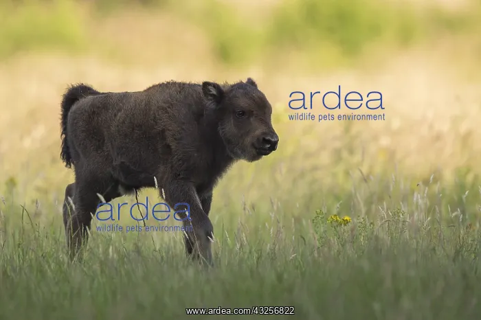 : European Bison (Bison bonasus) young, Noord-Bra : European Bison (Bison bonasus) young, Noord-Bra