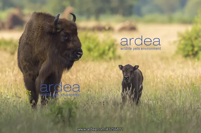 : European Bison (Bison bonasus) with young stand : European Bison (Bison bonasus) with young stand