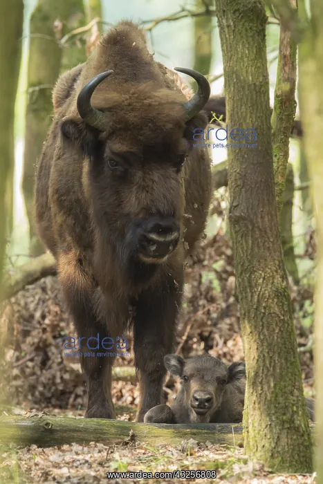 : European Bison (Bison bonasus) with young in th : European Bison (Bison bonasus) with young in th
