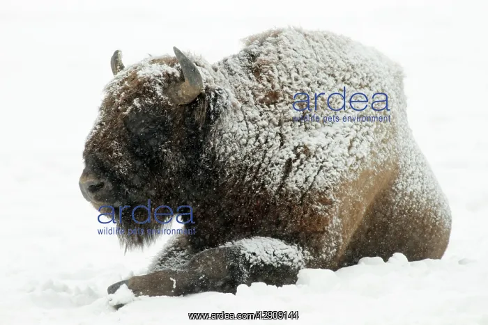 : European Bison - bull resting in snow : European Bison - bull resting in snow