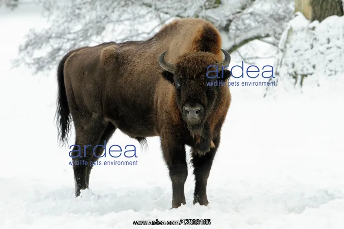 : European Bison - bull in snow : European Bison - bull in snow